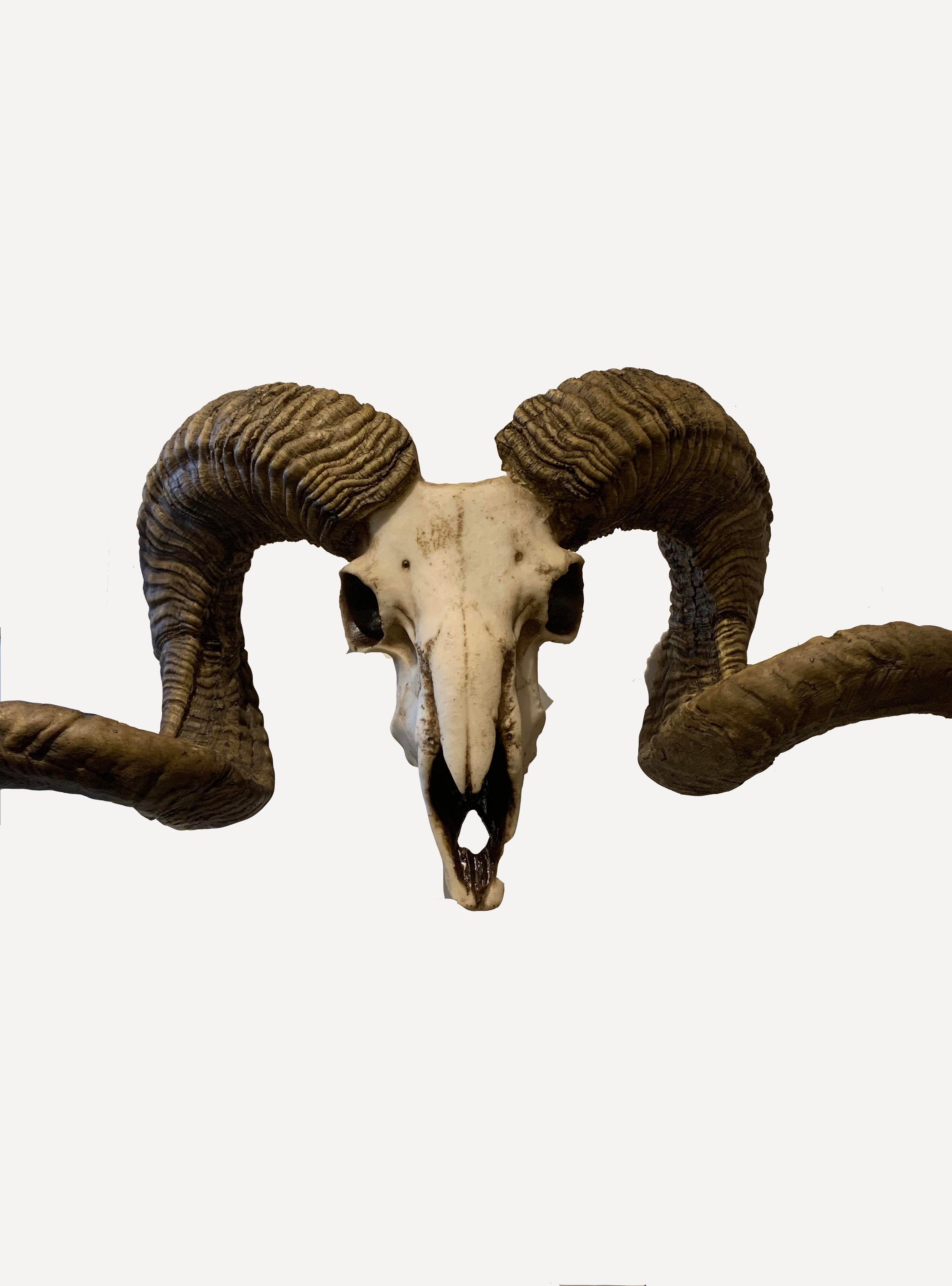 Wall Decor : Rams Head – Fake Taxidermy – Rams Horns Resin – Dutch 