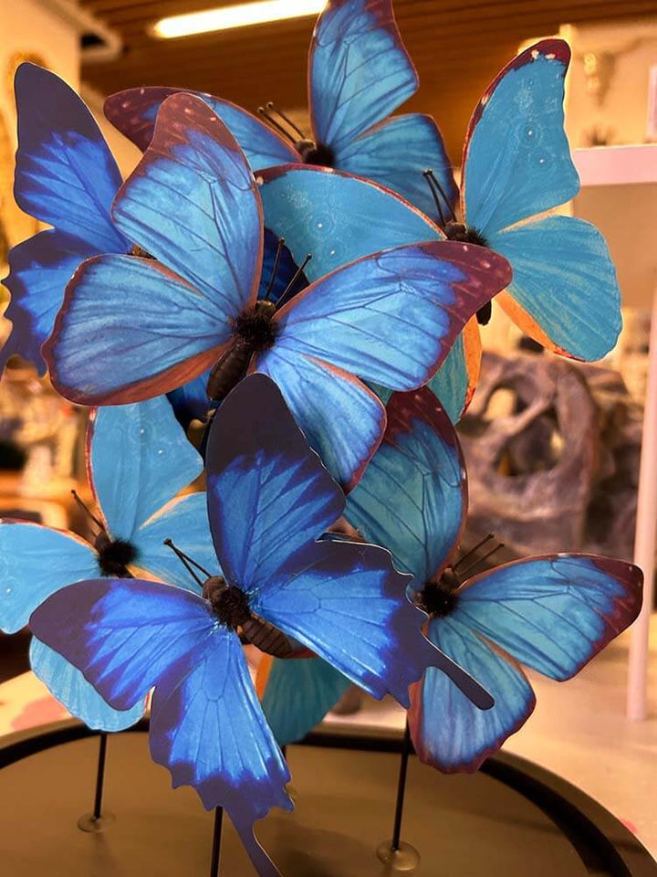 Blue Morpho Butterfly, Tropical butterflies in a glass dome decoration, Butterfly dome 