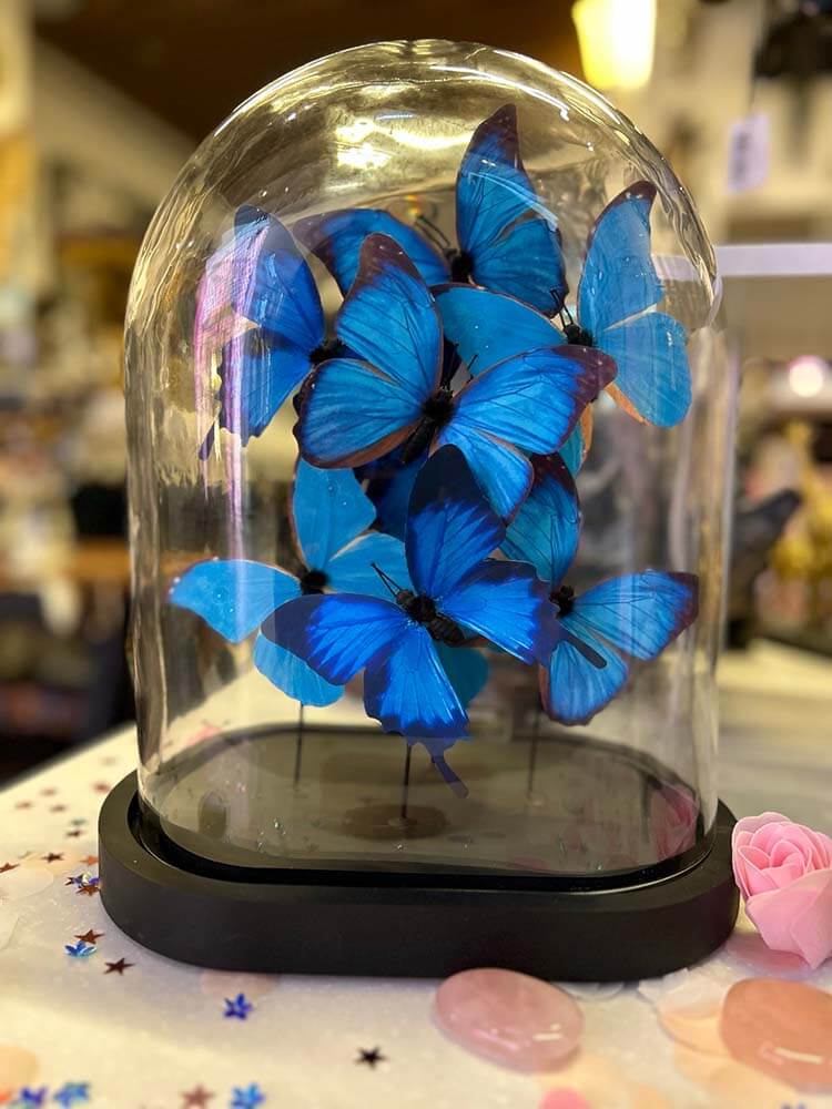 blue morpho butterflies, faux butterflies dome