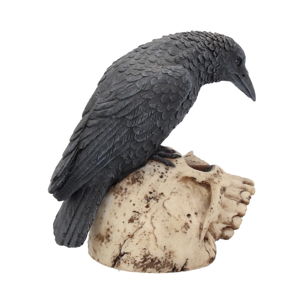 Human Skull – Ravens Remains