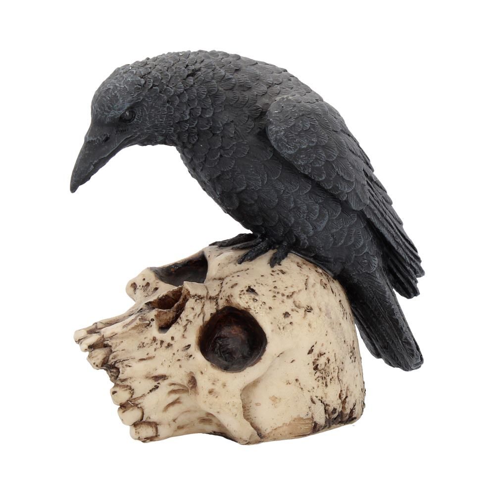 Human Skull – Ravens Remains